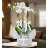 3 Dal Beyaz Orkide