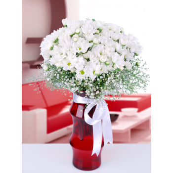  Vazoda Beyaz Kasımpatı Çiçeği 